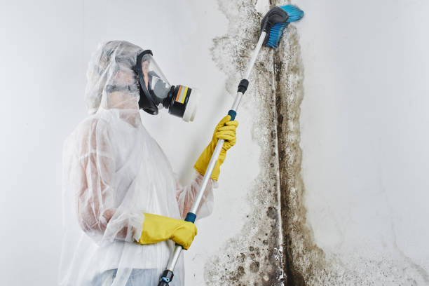 Best Mold Remediation Services  in Tillamook, OR