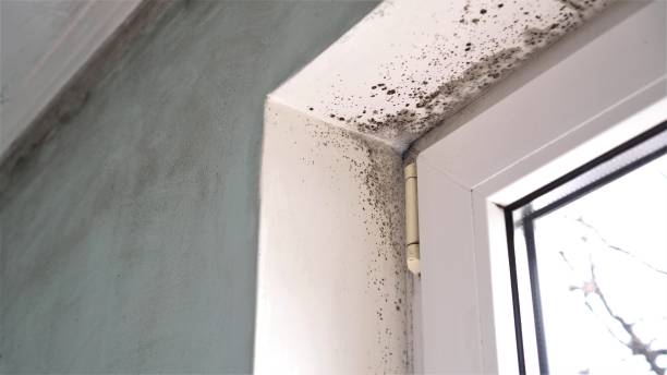 Best Mold Remediation  in Tillamook, OR