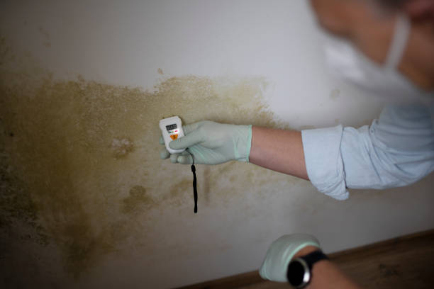 Best Mold Testing  in Tillamook, OR