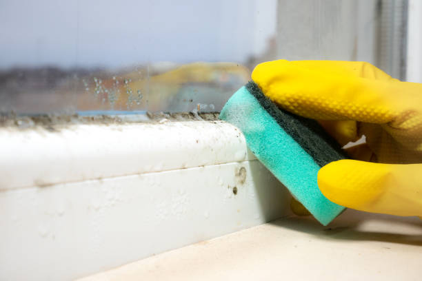 Best Mold Cleaning Services  in Tillamook, OR