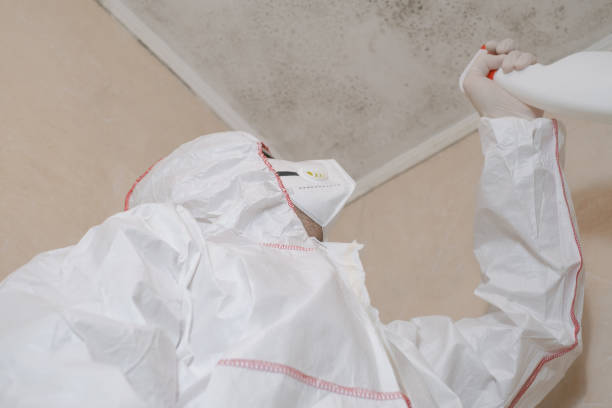 Best Mold Removal Company Near Me  in Tillamook, OR