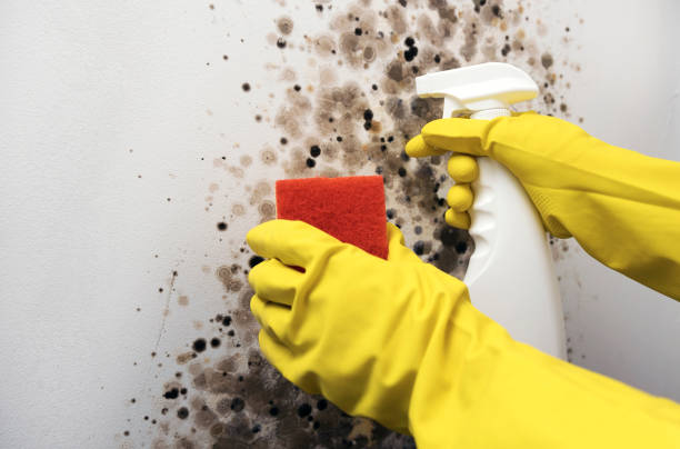 Office Mold Removal Services in Tillamook, OR