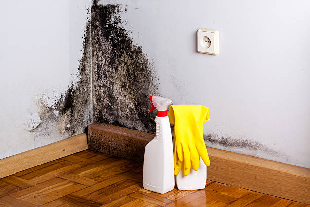 Attic Mold Removal in Tillamook, OR