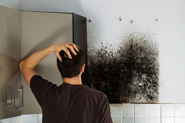 Best Professional Mold Removal  in Tillamook, OR
