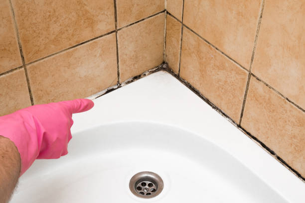 Best Same-Day Mold Removal  in Tillamook, OR