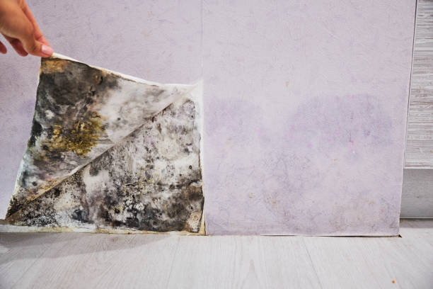 Best Commercial Mold Removal  in Tillamook, OR